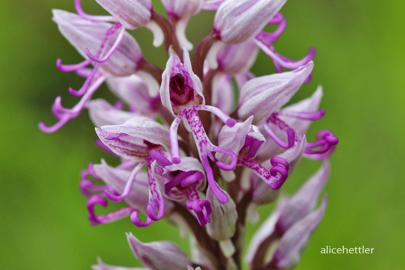 Affen-Knabenkraut (Orchis simia)